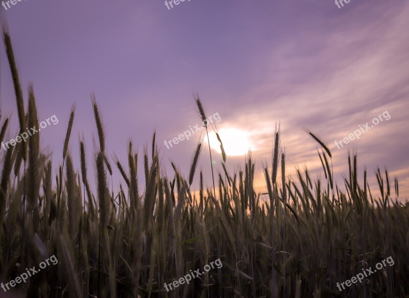 Cereals Sky Sunset Field Mood