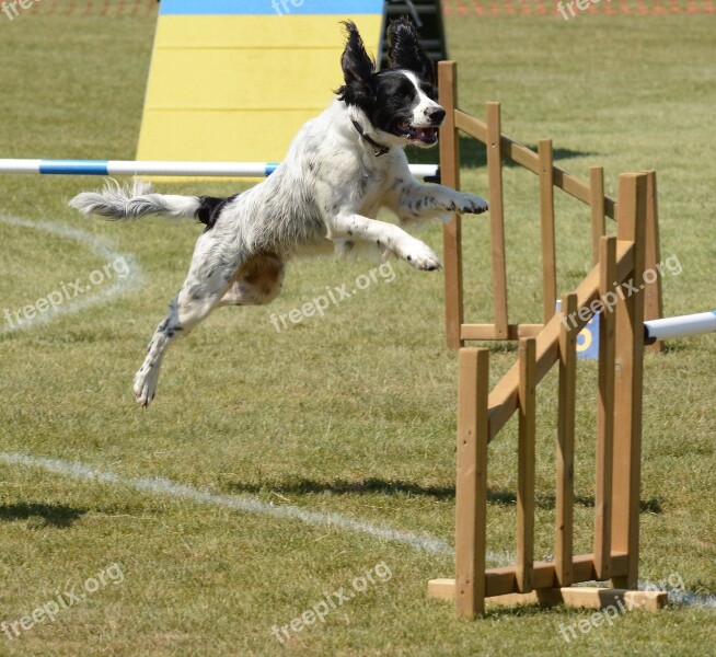 Spaniel Dog Agility Fitness Jump Summer