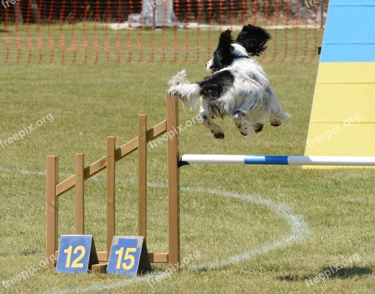 Spaniel Dog Agility Fitness Jump Summer