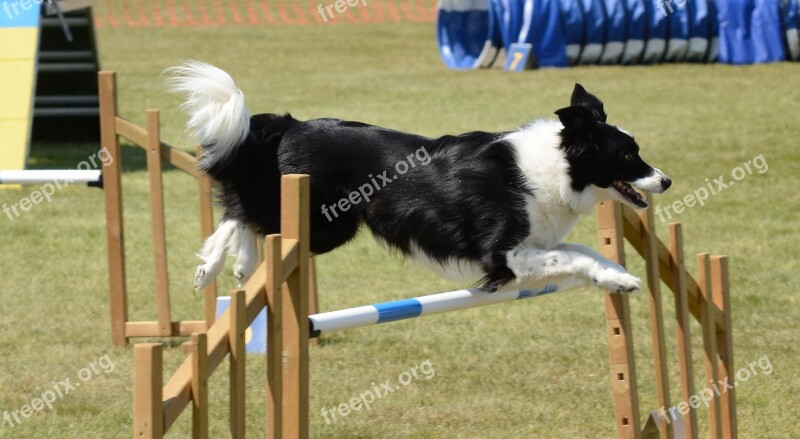 Dog Agility Fitness Jump Summer