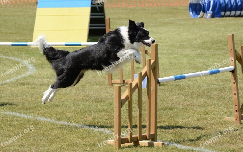 Dog Agility Fitness Jump Summer