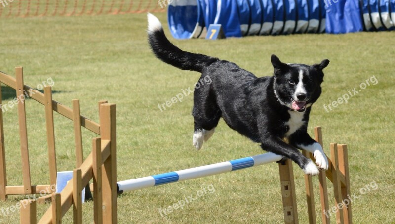 Dog Agility Fitness Jump Summer