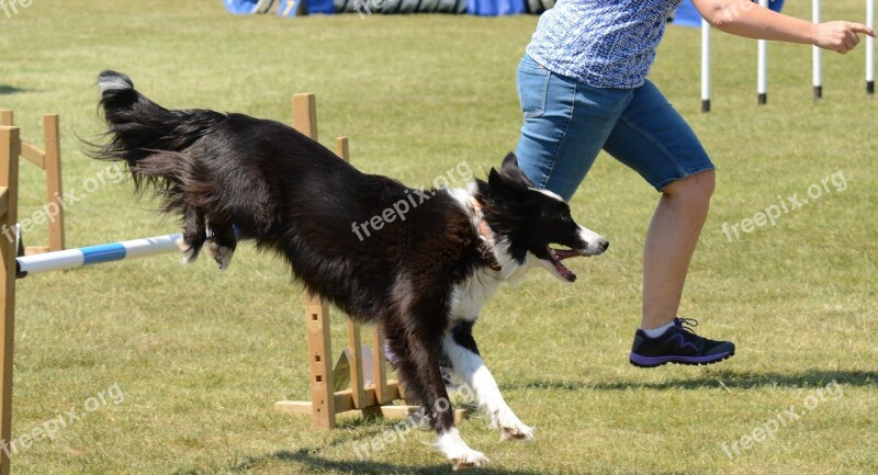 Dog Agility Fitness Jump Summer