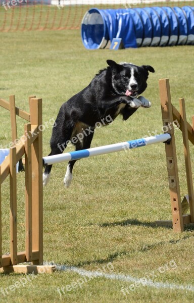 Dog Agility Fitness Jump Summer