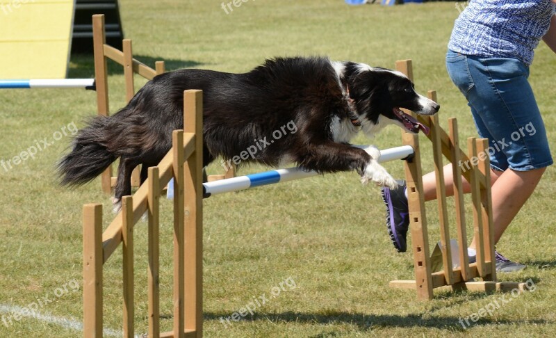 Dog Agility Fitness Jump Summer