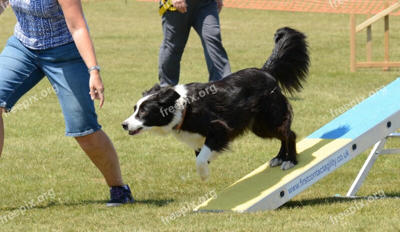 Dog Agility Fitness Jump Seesaw