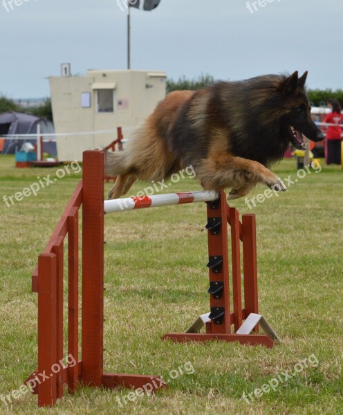 Belgian Shepherd Dog Agility Fitness Jump