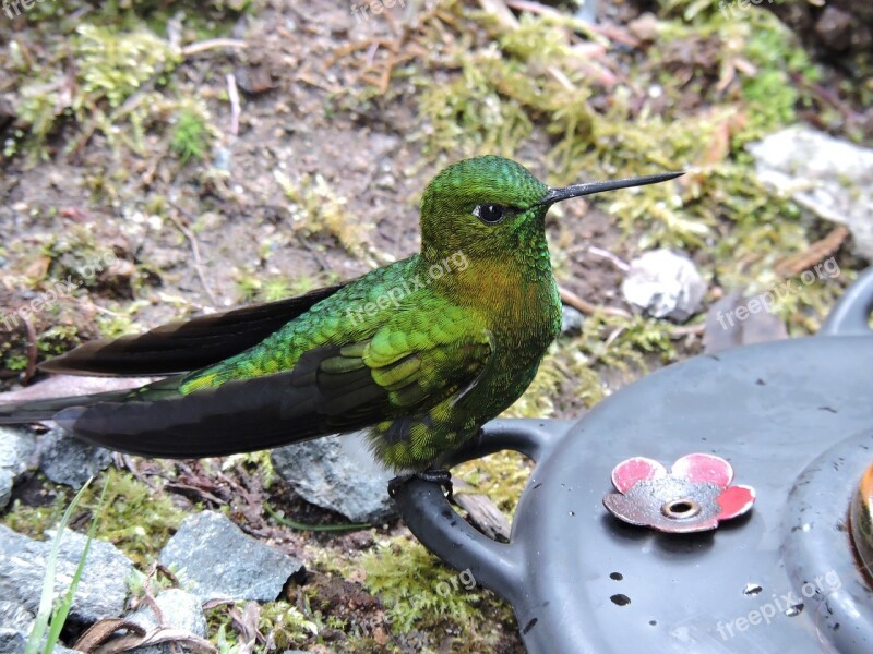 Hummingbird Ave Colors Peak Fly