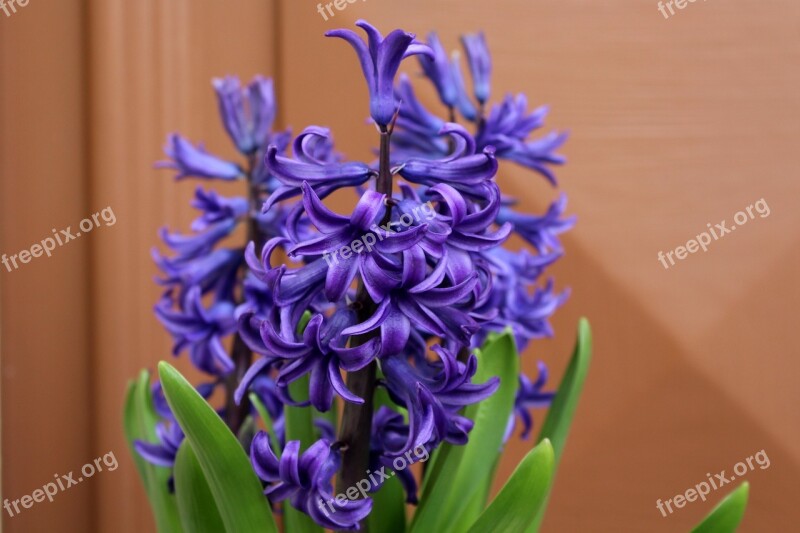 Hyacinth Spring Flowers Flower Spring March