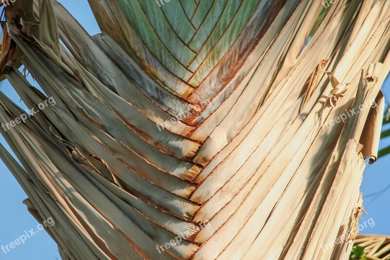 Palm Palm Trunk Fanned Out Fibers Close Up