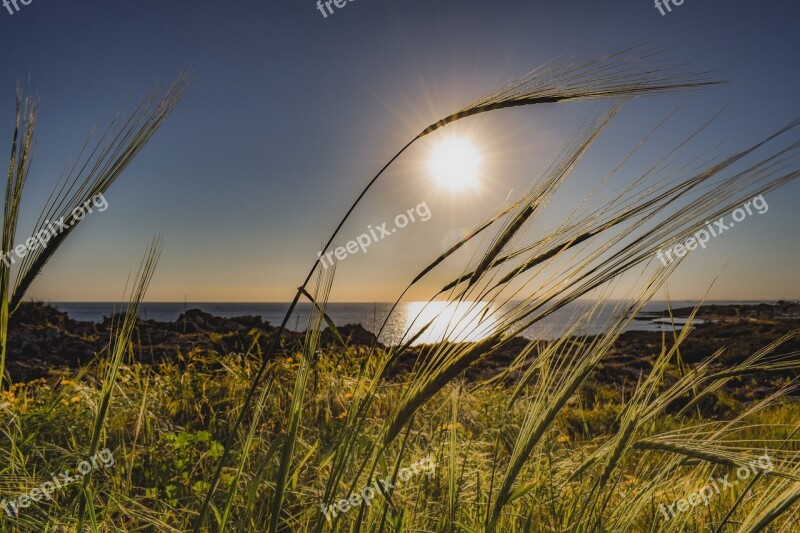 Cereal Wheat Rural Barley Nature