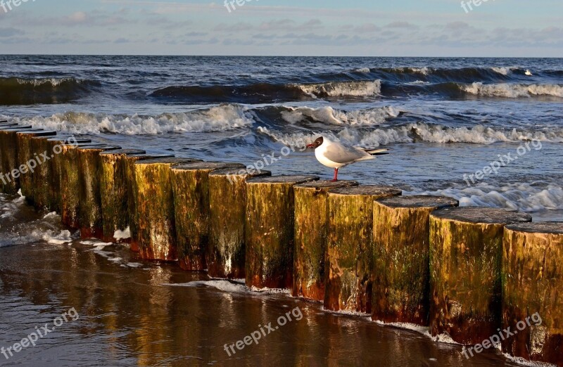 Sea Wave The Coast Bird Free Photos