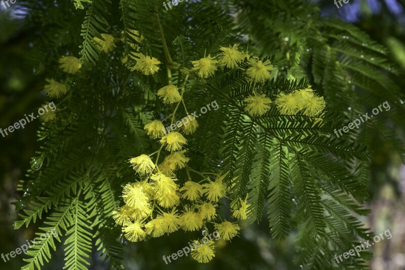 Mimosa Party Women Flowers Yellow Inflorescence