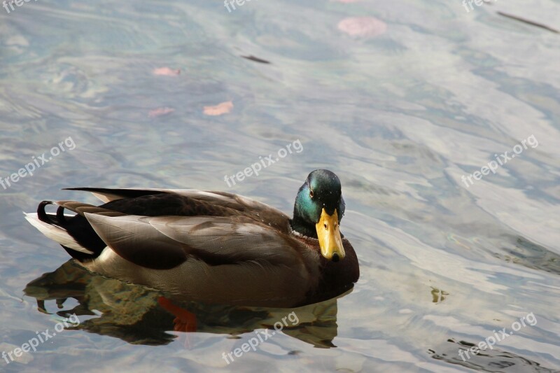 Wild Duck Water Duck Nature Bird