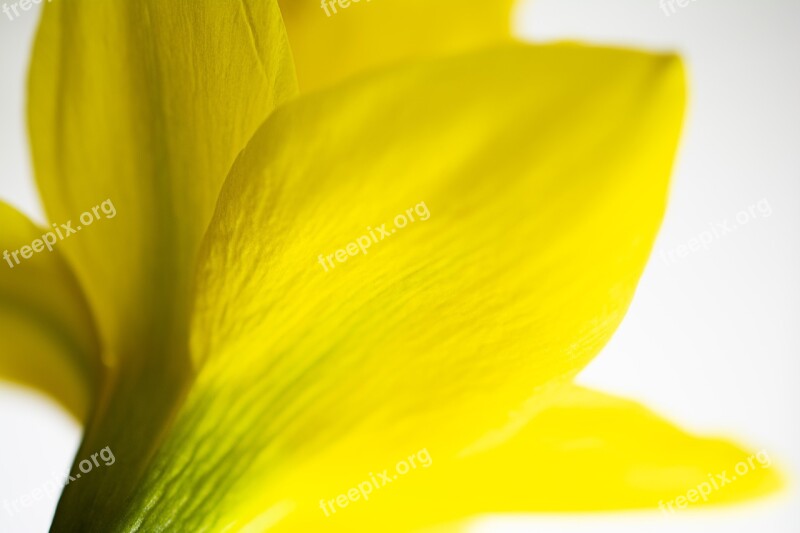 Macro Flower Blossom Plant Seeds