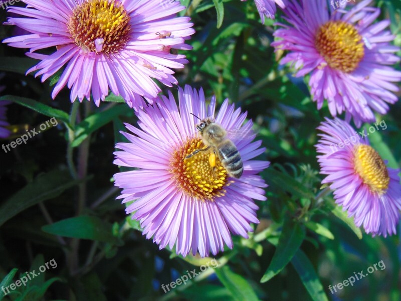 Bee Flower Blossom Bloom Nature