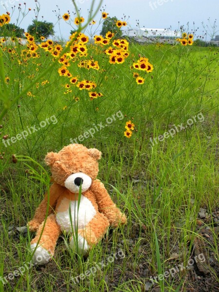 Teddy Bear Daisies Field Plush Toy