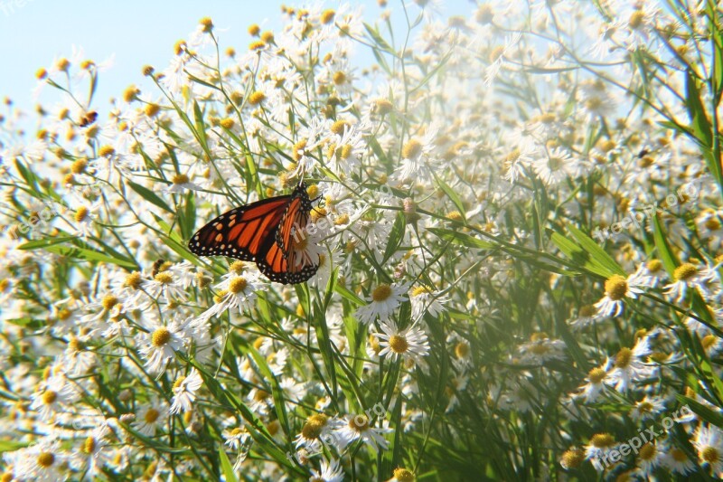 Butterfly Flowers Nature Insect Bloom