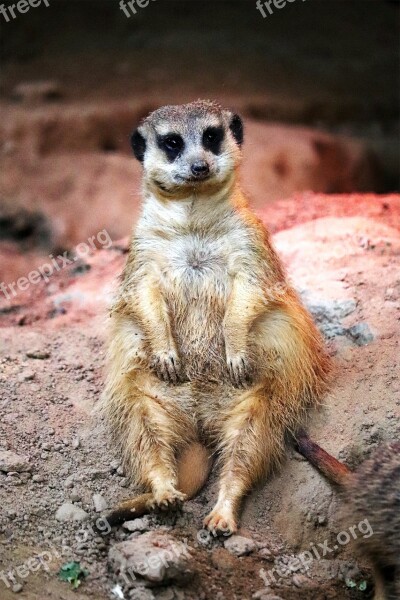 Zoo Animal Portrait Nature Meerkat Watch