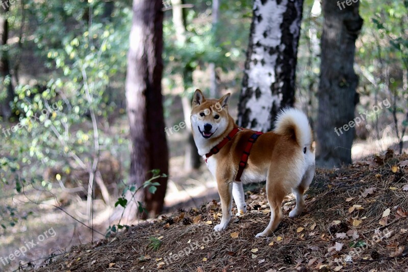 Dog Japan Shiba Purebred Japanese