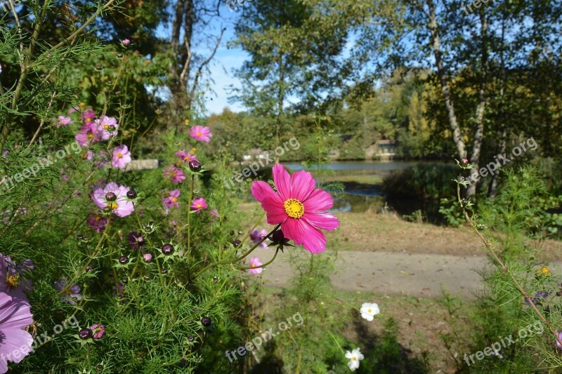 Flower Pink Nature Plants Free Photos