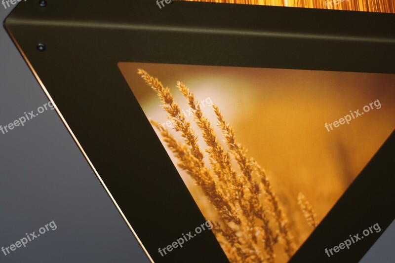 Wheat Grass Backlit Free Photos