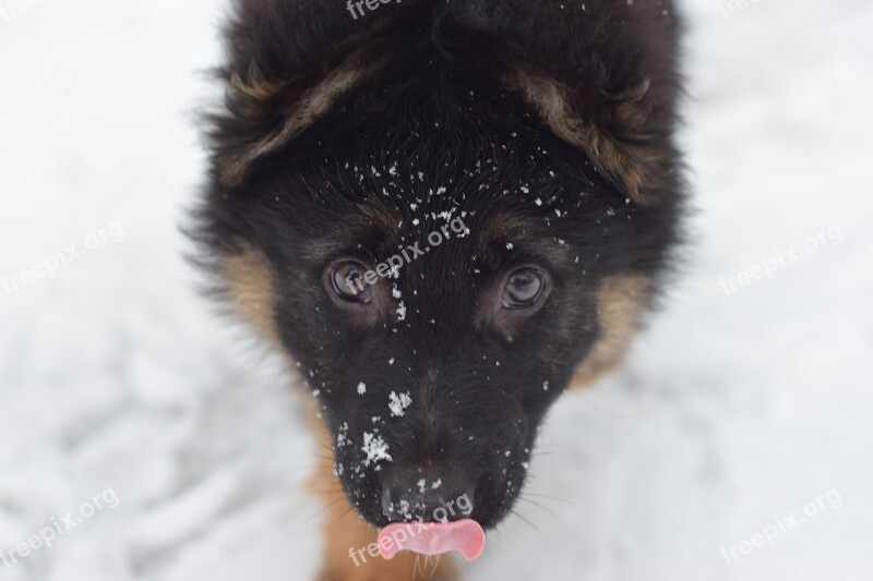 Puppy Dog German Shepherd Breed Free Photos