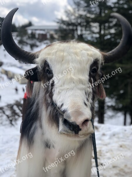 Animal Yak Himalayas Free Photos