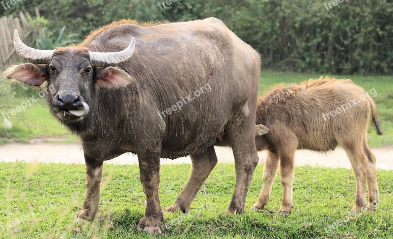 Mother And Son Cows Viet Nam Free Photos