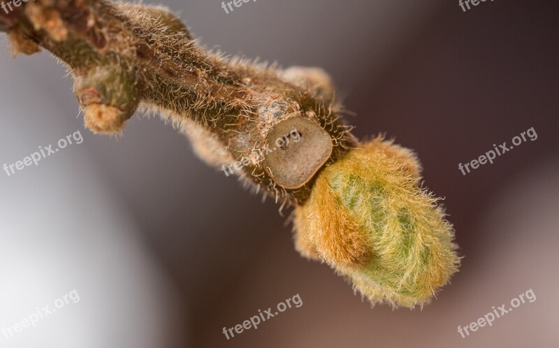 Kiwi Engine Spring Macro Plant