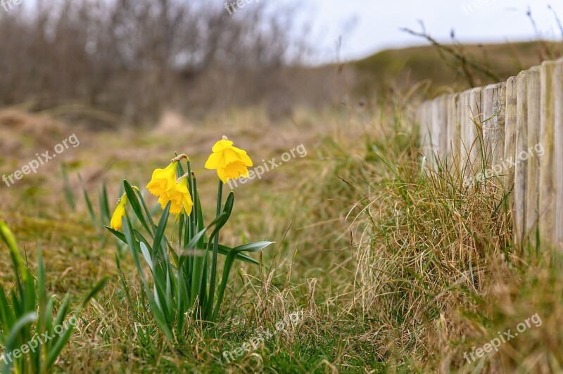 Flower Narcissus Bloom Blossom Bloom