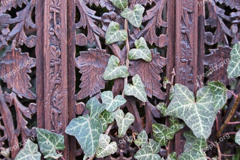 Ivy Background Climber Plant Wood Texture