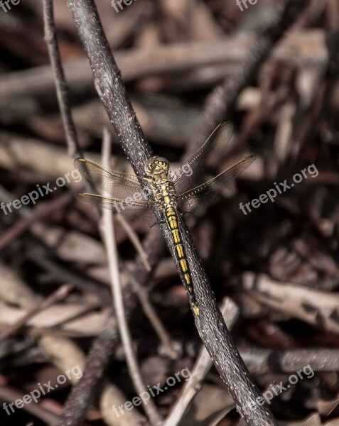 Dragonfly Blue Skimmer Orthetrum Caledonicum Female Insect Yellow