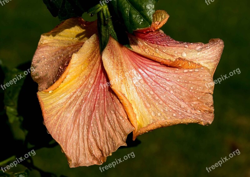 Hibiscus Flower Rain Wet Drooping