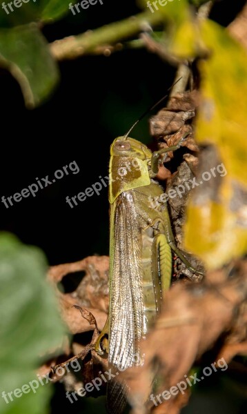 Insect Giant Grasshopper Hedge Grasshopper Valanga Irregularis Large