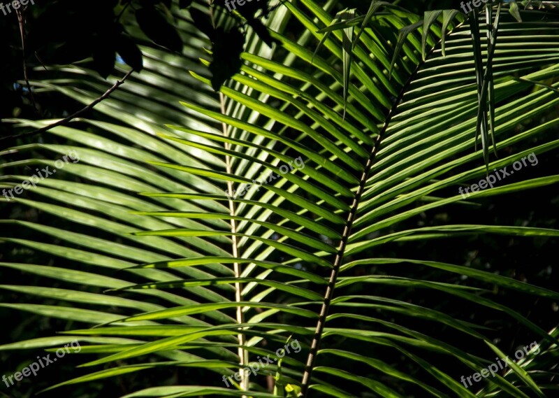 Palm Bangalow Palm Frond Rain Forest Australia