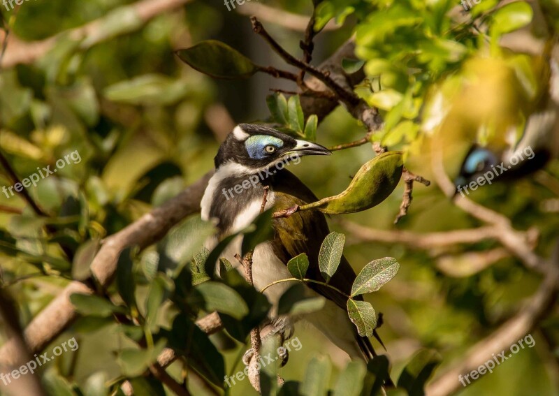 Blue Faced Honeyeater Bird Exotic Honeyeater Olive