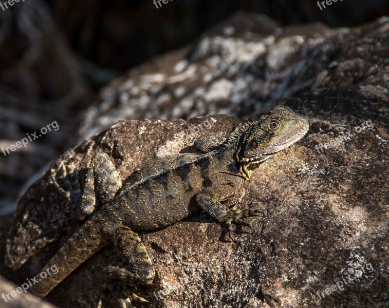 Lizard Reprile Eastern Water Dragon Intellagama Lesueurii Lesueurii Wild