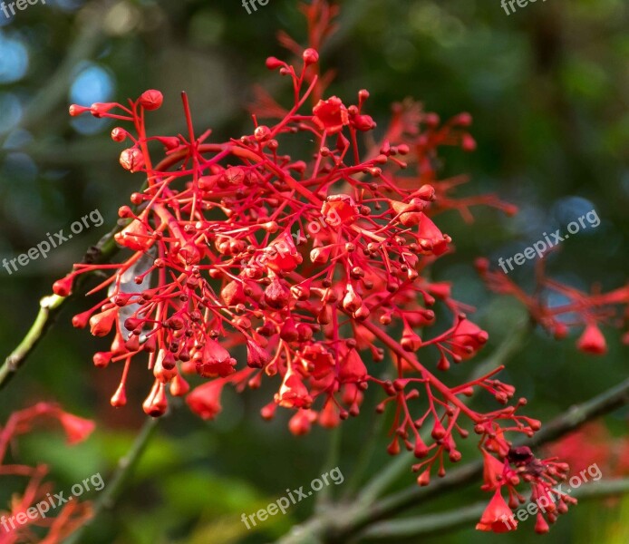 Flame Tree Brachychiton Acerifolius Tree Blossom Red