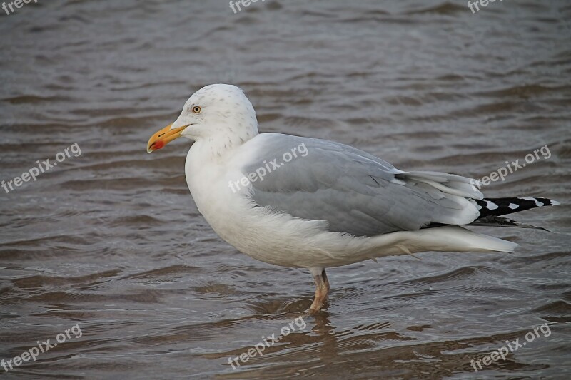 Seagull Water Lake Water Bird Animal