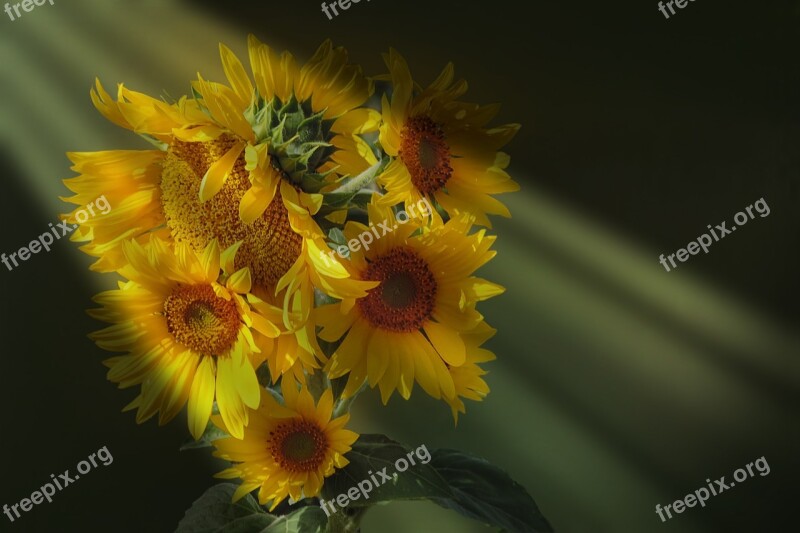 Sunflower Light Beam Golden Autumn Free Photos