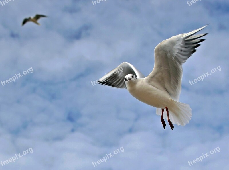 Sky Bird Flight Wings Free Photos