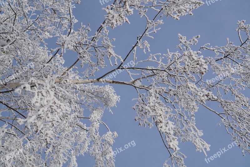 Branches Tree Winter Frost Free Photos