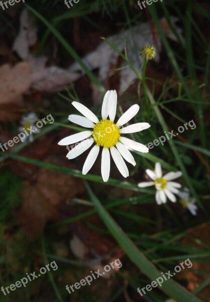 Chamomile Hageblüthe Daisy Flowers Nature