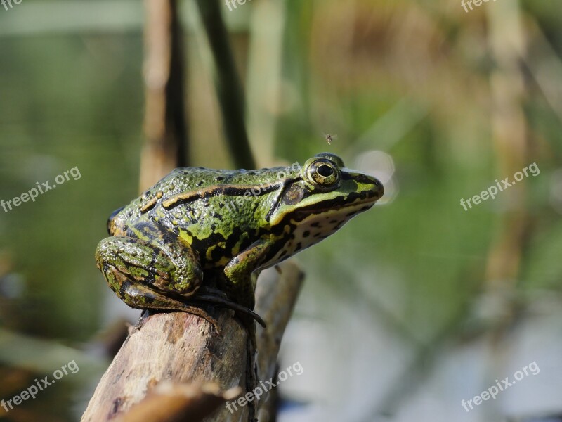 Frog Moor Green Animals Pond