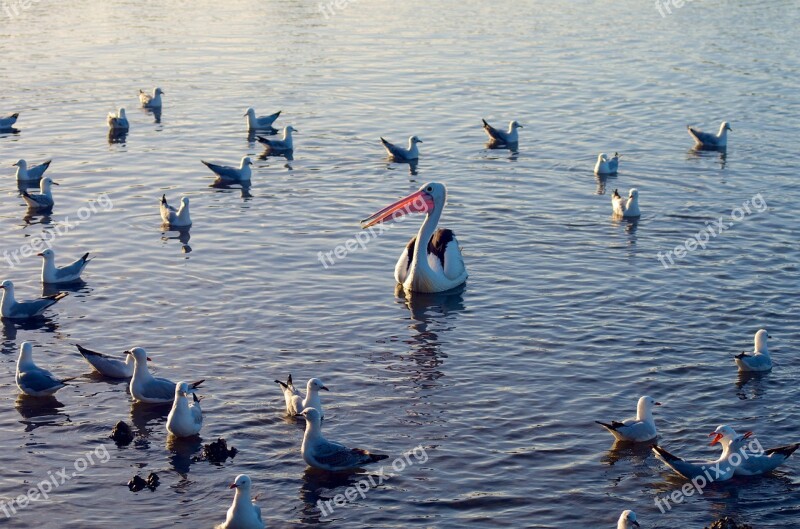 Birds Water Waterfowl Lake Schwimmvogel