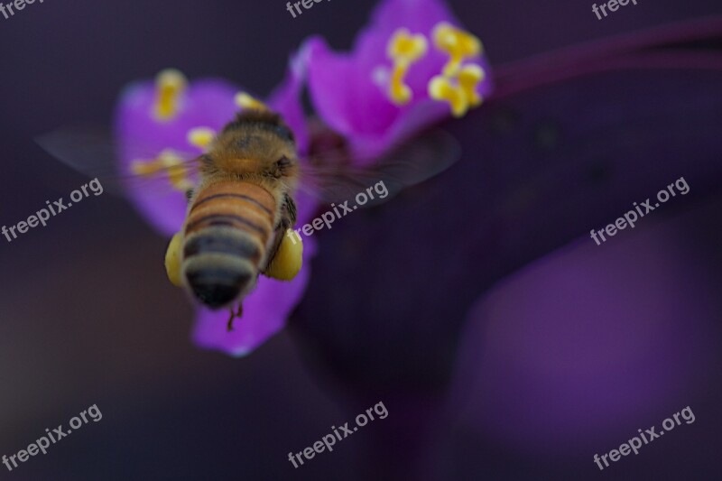 Bee Insect Pollen Bloom Spring