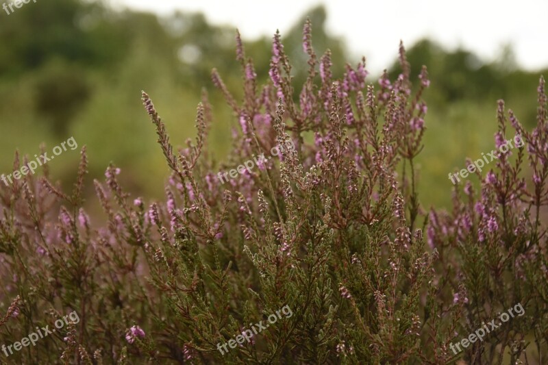 Flowers Wild Forest Spring Landscape