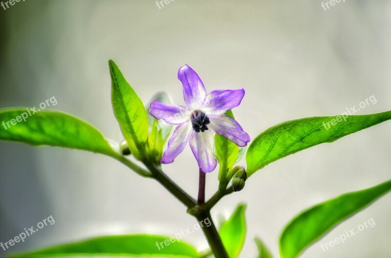 Browallia Speciosa Flower On The Tree Nyc Natural