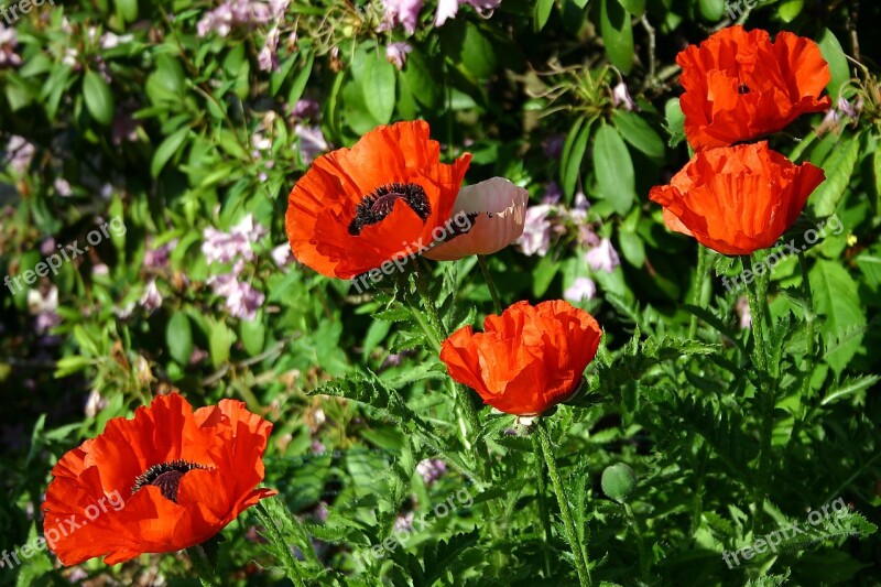 Poppy Garden Klatschmohn Summer Farbenpracht